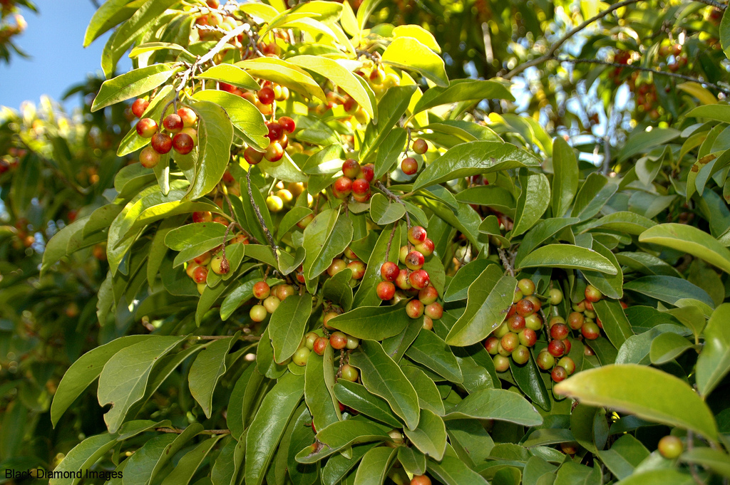 Antidesma dallachyanum